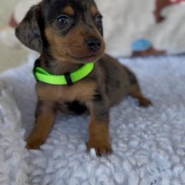 Boy 3 - Dapple male Dachshund puppy in Bakersfield, California from KC Doxies