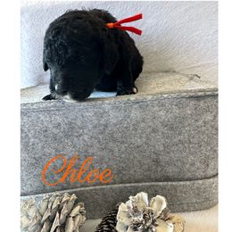 Girl 1 - Parti Goldendoodle puppy in Eastvale, California from Patriot Family Paws