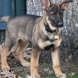 German Shepherds from Pawfect Shepherds