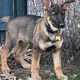 German Shepherds from Pawfect Shepherds