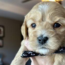 Shilo - Golden Cockapoo puppy in Roseville, California from Darby Park Doodles