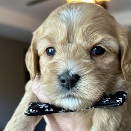 Shilo - Golden Cockapoo puppy in Roseville, California from Darby Park Doodles