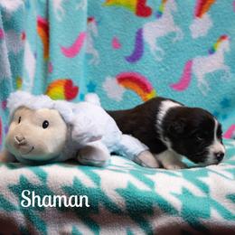 Shaman - Black tri-color female Australian Shepherd puppy in Benton City, Washington from Eventide Australian Shepherds