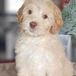 Cash - Caramel red male Australian Labradoodle puppy in Glenford, Ohio from Mi-De Doodles