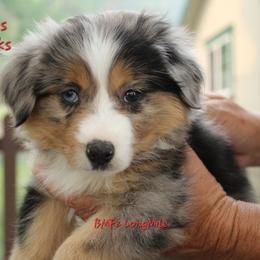 BMF - Blue merle female Miniature American Shepherd puppy in Elgin, Oregon from LongMile Aussies