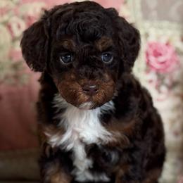 Malibu - Red female Cavapoo puppy in Beckley, West Virginia from By Design Doodles