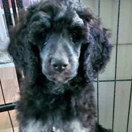 Sherlock - Poodle puppy in Manchester, Missouri from Perfect Poodles and Doodles LLC