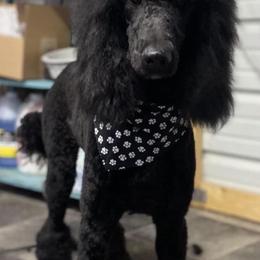 Goldendoodles, Irish Doodles, and Poodles from Ransone’s Ridge Runners Poodles and Doodles