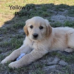 Yellow collar, girl - Golden female Golden Retriever puppy in Petaluma, California from Contango Goldens