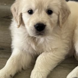 Golden Retriever Puppies from Mia Ragazza Golden Retrievers