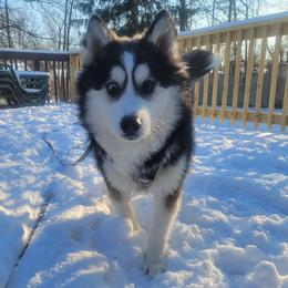 Tikanni - Pomsky