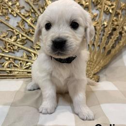 Colin - Light golden male Golden Retriever puppy in Conroe, Texas from Tails of Cypress