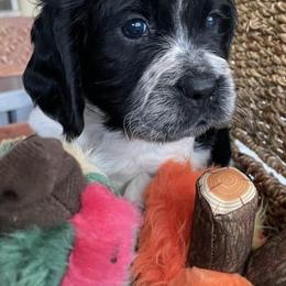 English Springer Spaniels from Silver State Springers