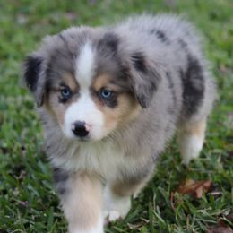 Miniature Australian Shepherd Puppies from Taylor Made Aussies
