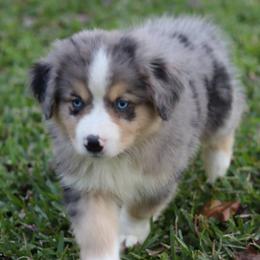 Miniature Australian Shepherd Puppies from Taylor Made Aussies