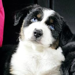 Australian Shepherd Puppies from Gypsy River Aussies