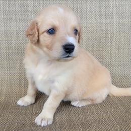 Elsa  Golden Australian Retriever - Yellow female Australian Shepherd puppy in Limestone, Tennessee from Pilot Hill Teddy Bear Puppies