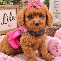 Lila - Red  female Goldendoodle puppy in Cooper City, Florida from Jenny La Bone