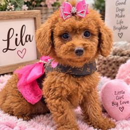 Lila - Red  female Goldendoodle puppy in Cooper City, Florida from Jenny La Bone
