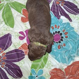 Lime - Light brown female Chesapeake Bay Retriever puppy in De Forest, Wisconsin from Rennocks Top Of The Marsh Chesapeake Bay Retrievers
