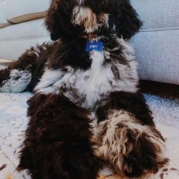 Goldendoodle and Poodle Puppies from SnickerDoodlePups