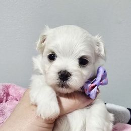 Korean Faith, Both Parents Fully Health Tested - White female Maltese puppy in Greenville, North Carolina from Amanda's Sugar Sweet Puppies