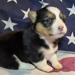 Female 2 - Black and tan female Pembroke Welsh Corgi puppy in Portland, North Dakota from Sliding stop corgis