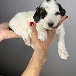 Green male - Merle male Bernedoodle puppy in Camden, North Carolina from Luv My Doodle