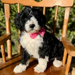 Eloise - Black female Bordoodle puppy in Mancos, Colorado from Mesa View Puppies