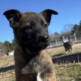 Blue - Fawn male Belgian Malinois puppy in Ellerbe, North Carolina from Grand Prix Kennel