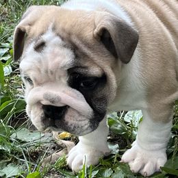 Bulldogs from Rawlins Family Bulldogs