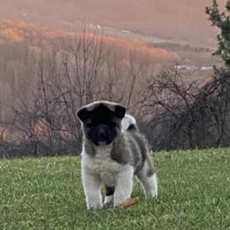 Akita Puppies from Majestic Valley Farms