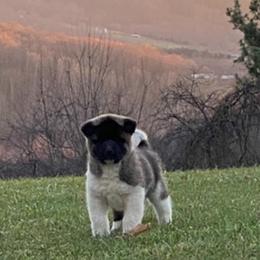 Akita Puppies from Majestic Valley Farms
