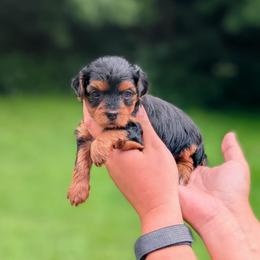 Saturday - Black and tan female Yorkipoo puppy in Coshocton, Ohio from Forever Family Puppies