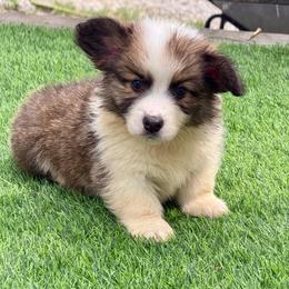 Spruce - Sable male Pembroke Welsh Corgi puppy in East Canton, Ohio from Victorian Farms