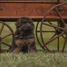 Lizbeth - Black and red female German Shepherd puppy in Reno, Ohio from Segen Von Gott German Shepherd’s