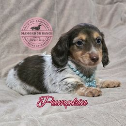 Pumpkin - Piebald female Dachshund puppy in Columbia, Louisiana from Diamond 5R Ranch AKC & CKC Miniature Dachshunds
