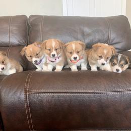 Pembroke Welsh Corgi Puppies from Nunas Corgis