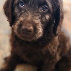 Labradoodles from Raising Aces Puppies