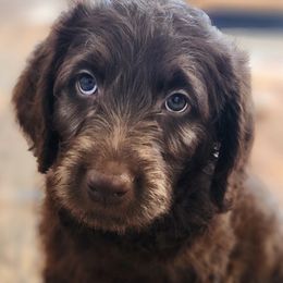 Labradoodles from Raising Aces Puppies