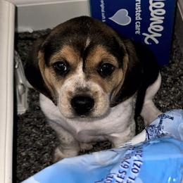 Rose - Black tan and white female Beagle puppy in Peculiar, Missouri from At home