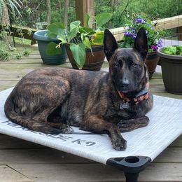Xena - Dutch Shepherd