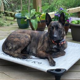 Xena - Dutch Shepherd