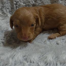 Ginger - Red female Dachshund puppy in Adolphus, Kentucky from Walker's Dachshunds
