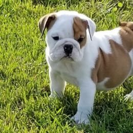 Bulldogs from Bullydogacres