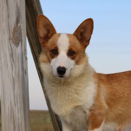Jaide - Pembroke Welsh Corgi