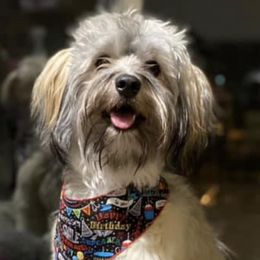 Havanese from Olive’s Garden