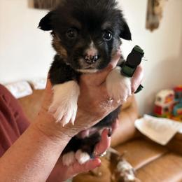 Will Byers - Black and tan male Pembroke Welsh Corgi puppy in Olathe, Colorado from Rocking LJ Breeding