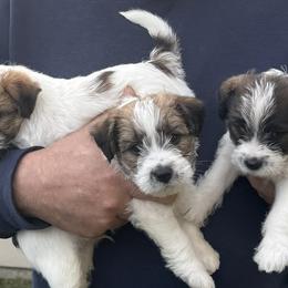Russell Terriers from Roger's Russell Terriers