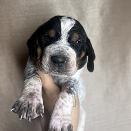 Cedar - Blue ticked and tan male Bluetick Coonhound puppy in Wolf Creek, Oregon from Dejah Bleu Kennels
